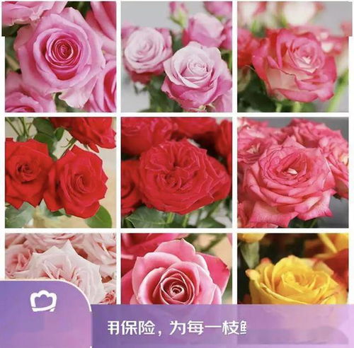 京東鮮花新花樣 615生活鮮花節創新高，引領動態禮品花卉銷售新趨勢